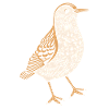 Woodcock
