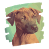 Rhodésian Ridgeback