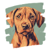Rhodésian Ridgeback