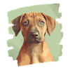 Rhodesian Ridgeback