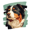 Australian Shepherd