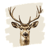 Deer with antlers