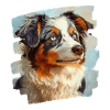 Australian Shepherd