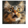Maine Coon