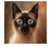 Siamese