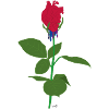 Heart rose