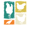 Chickens Hen