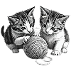 Kittys playing