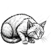 Kitty cat