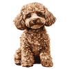 Caniche
