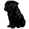 Black Pug