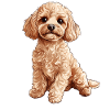 Caniche