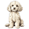 Poodle