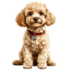 Poodle