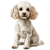 Caniche