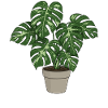 Bunte Monstera