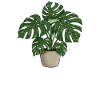 Monstera Dad