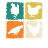 Chickens Hen