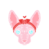 Maman chat Sphynx
