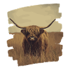 Scottish Highland cattle