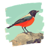 Canari