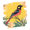 Canari