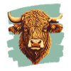 Scottish Highland cattle