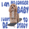 Skater Dog Meme - Plus bébé