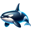Orca Killer Whale