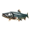 Lachs