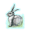 Hare