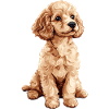 Caniche