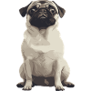 Cute Pug