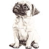 Pug Puppy