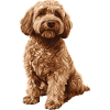 Labradoodle