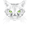Black Cat Green Eyes