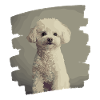 Caniche