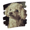 Caniche