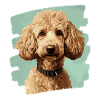 Poodle