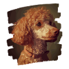 Poodle