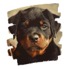 Rottweiler