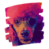 Caniche