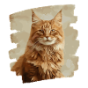 Maine Coon