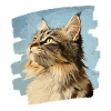 Maine Coon