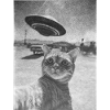 Surreal: cat + ufo