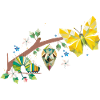 From caterpillar to butterfly - life cycle