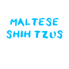 Maltese Shih Tzu