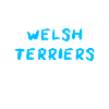Welsh Terrier