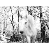 weißes Pferd im Winterwald