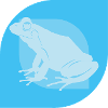 Frog Pond Tree Frog